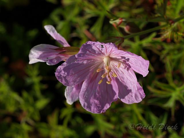 Ger klarkei Kashmir Pink_4.JPG
